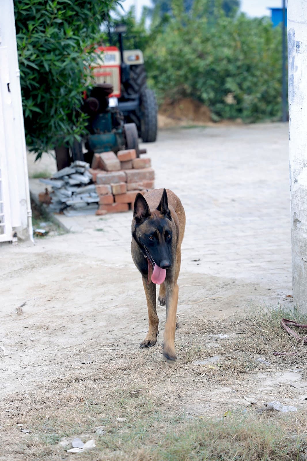 Our Malinois at the Farm