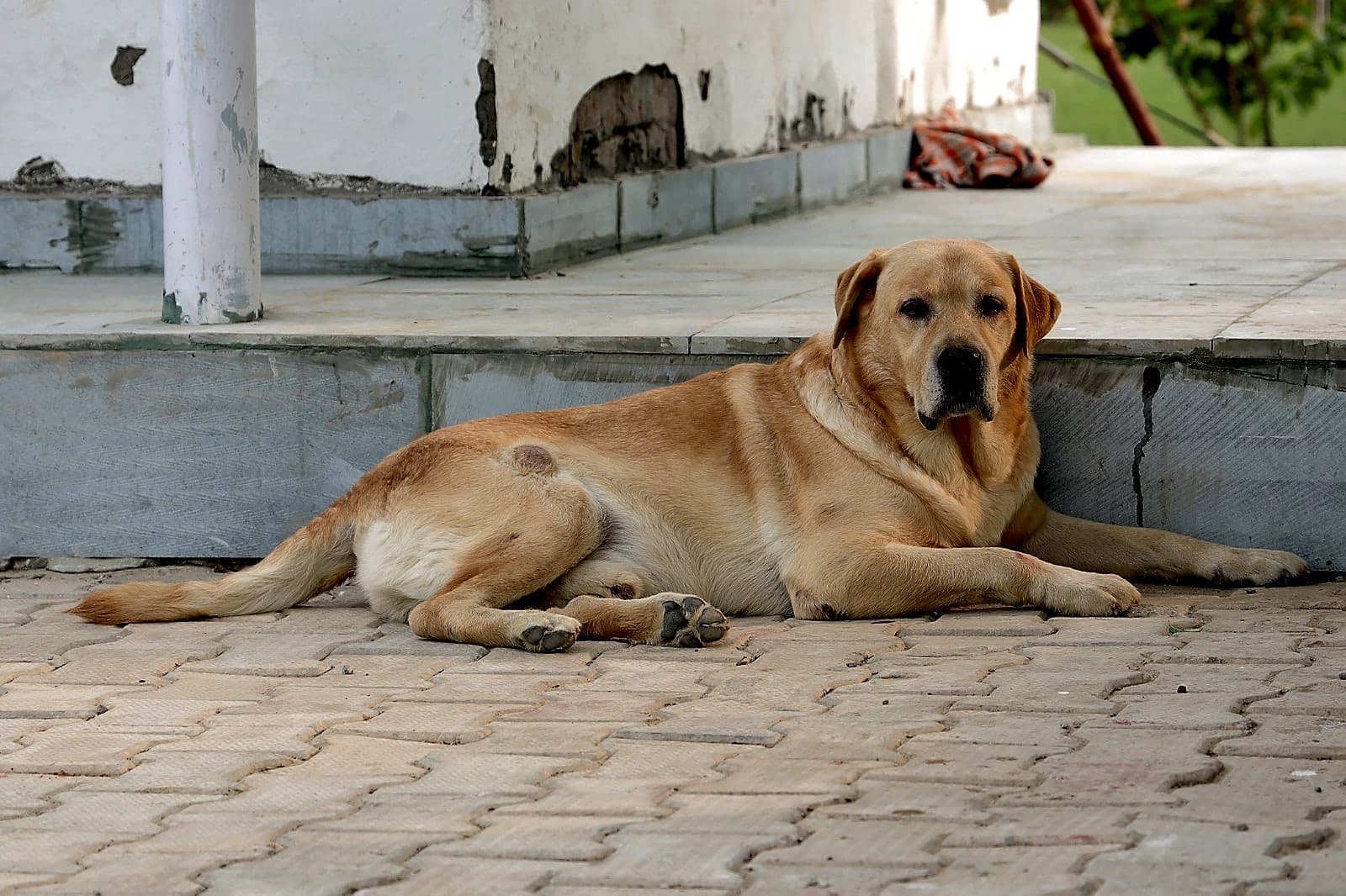 Labrador Resting