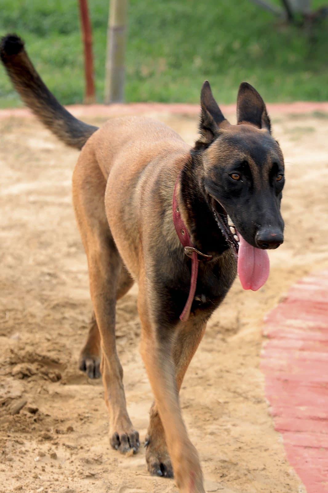 Our Malinois
