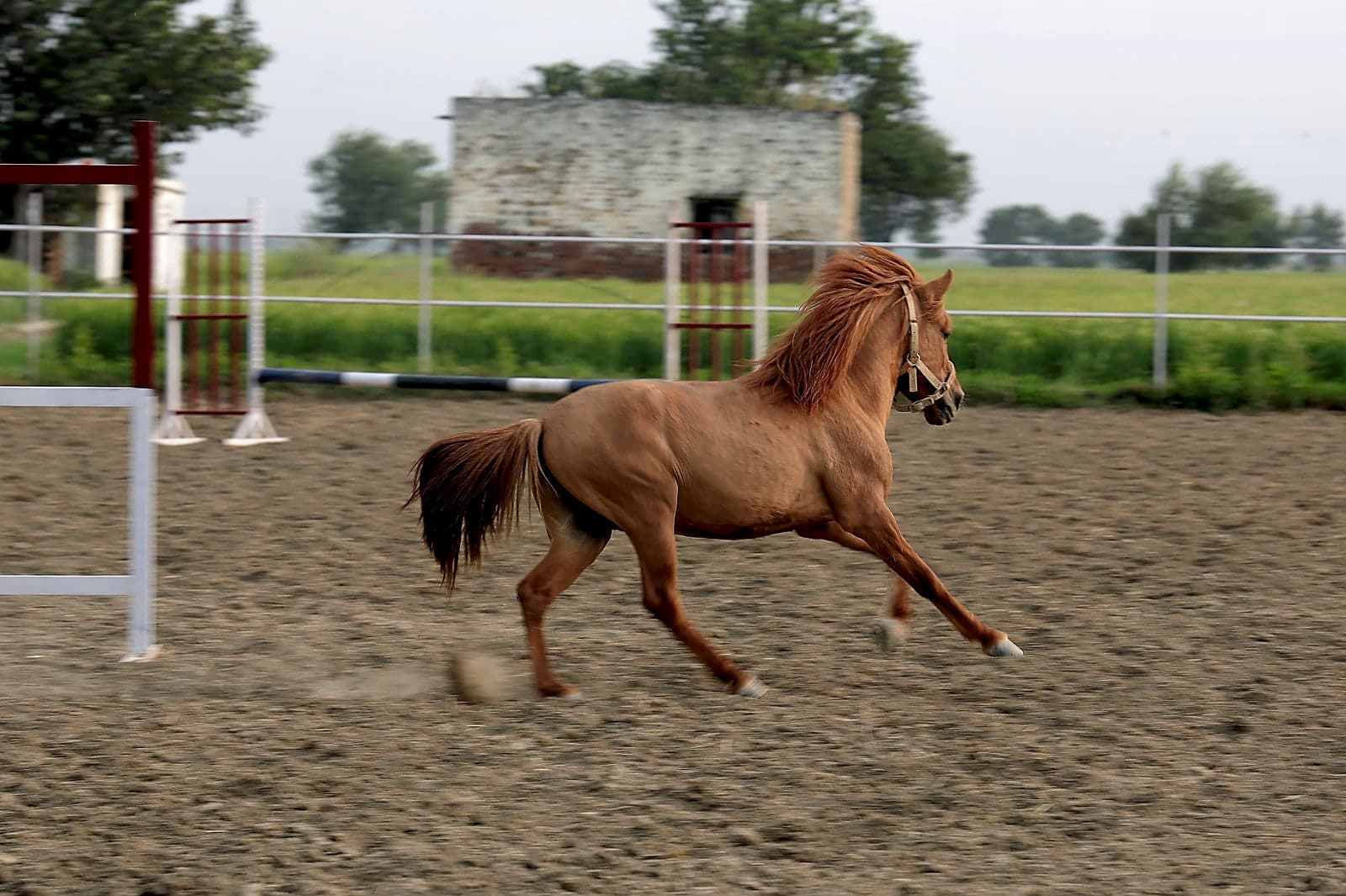 Chestnut Horse Galloping