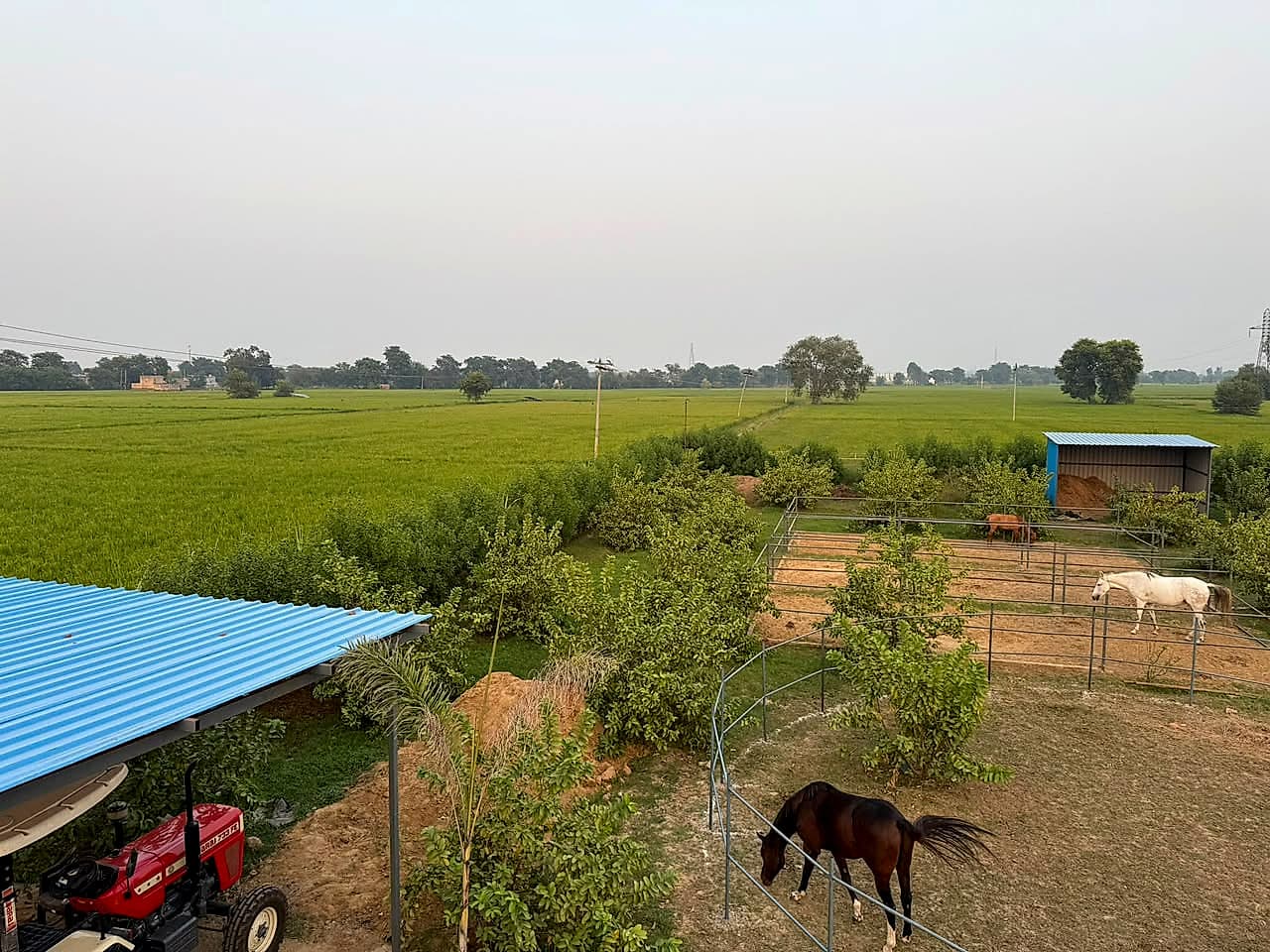 Horses and Fields from the Farmhouse