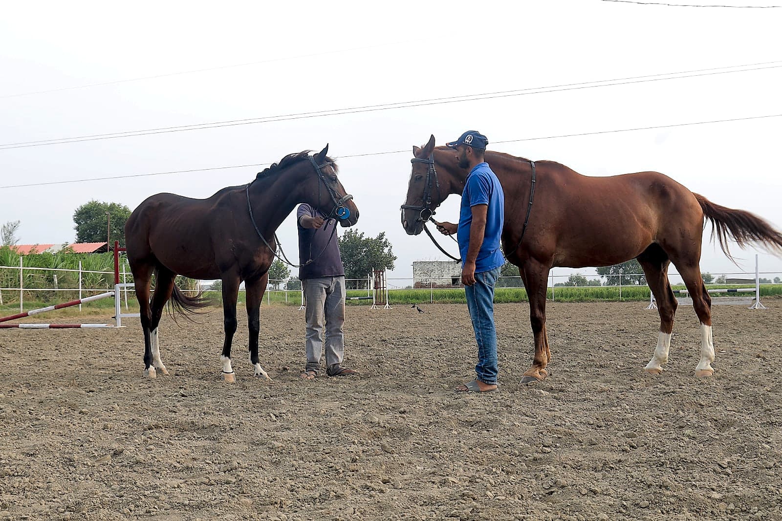 Horses with Handlers