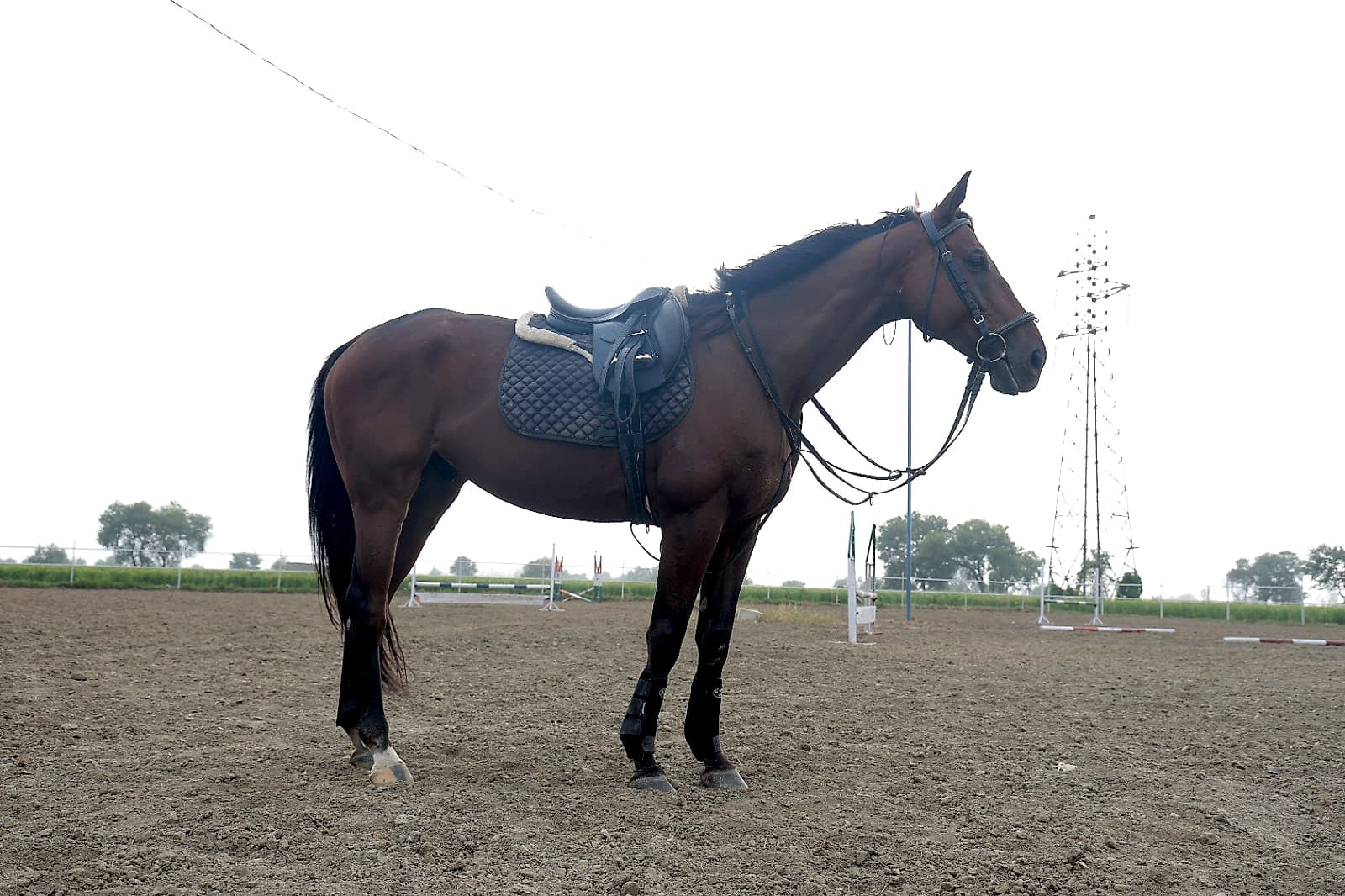 Saddled Horse