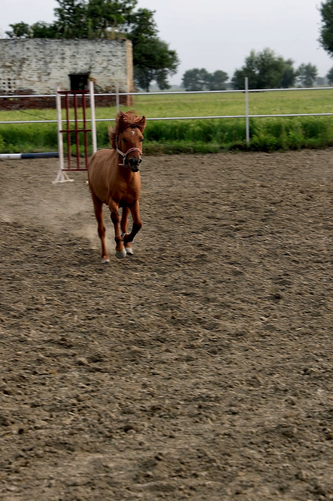 Pony at Play
