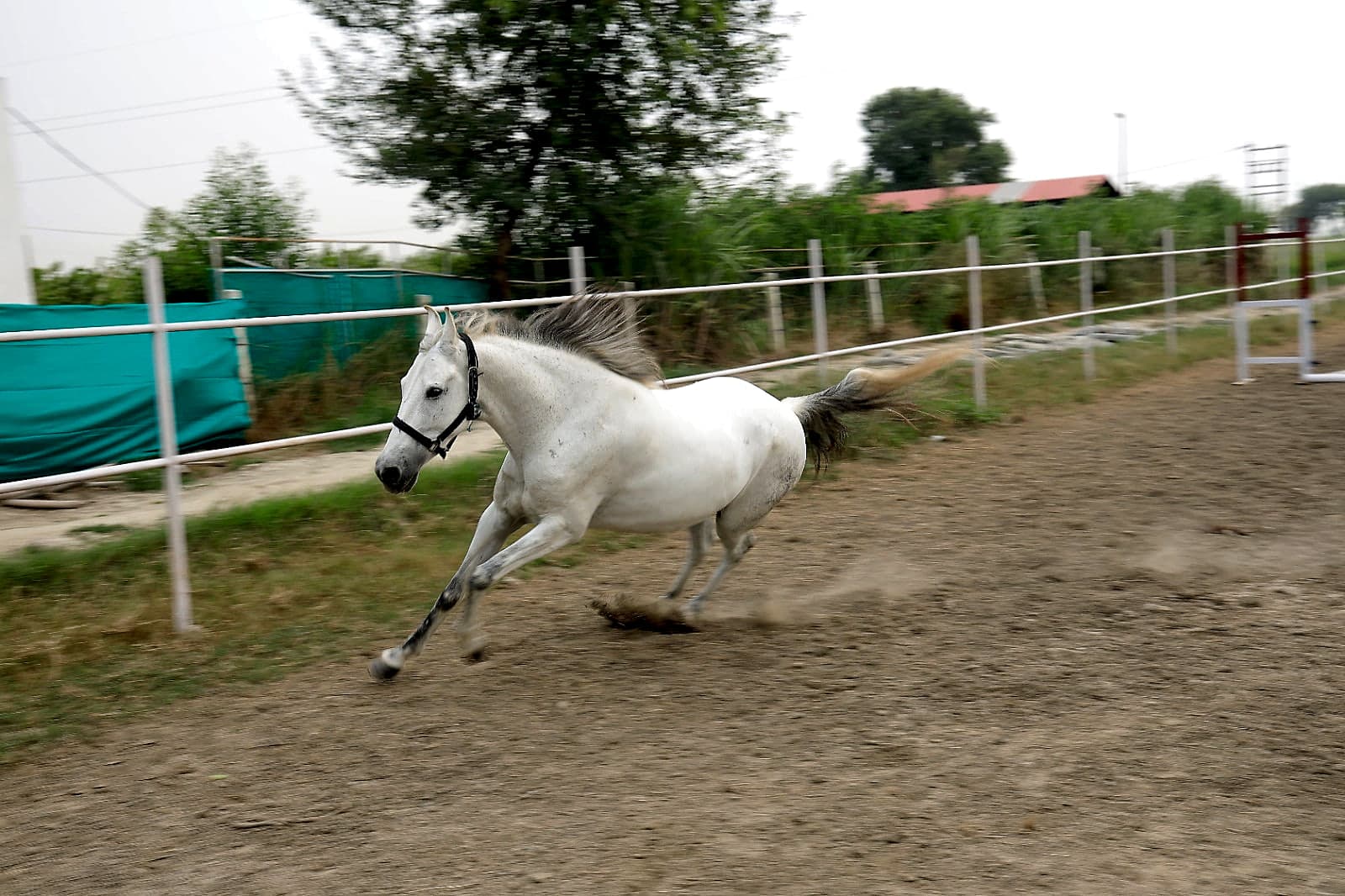 White Horse Galloping