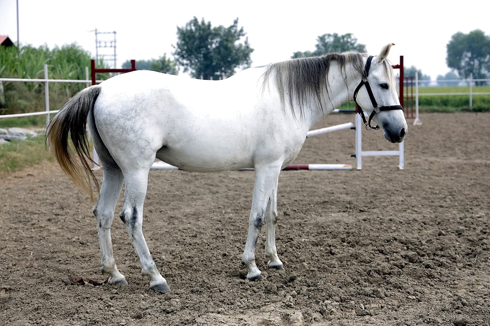 Our White Horse