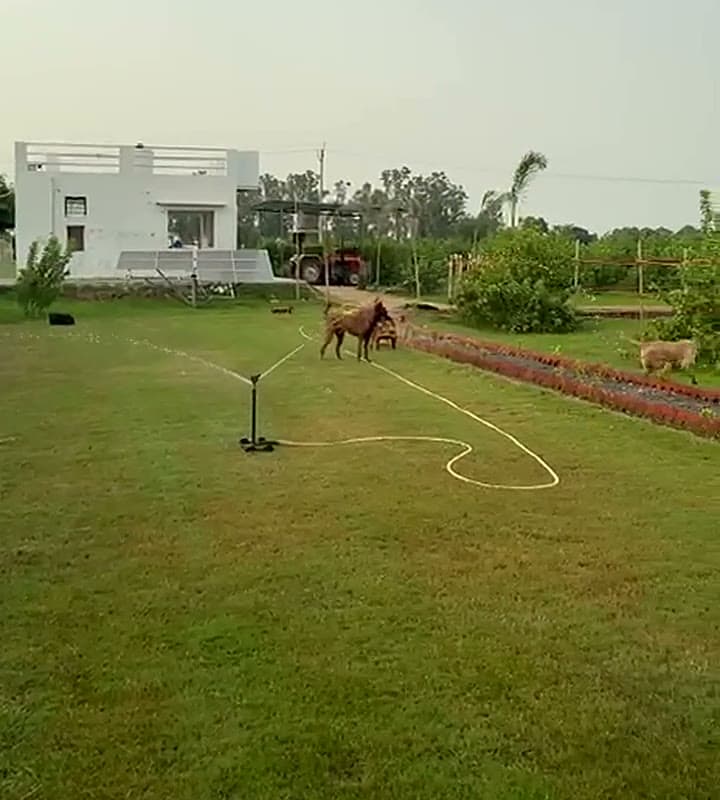 Our Dogs at Play (video)