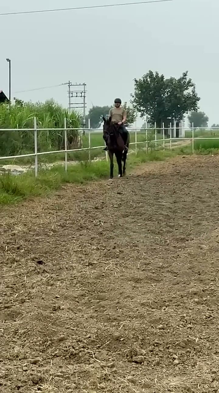 Riding in the Arena (video)
