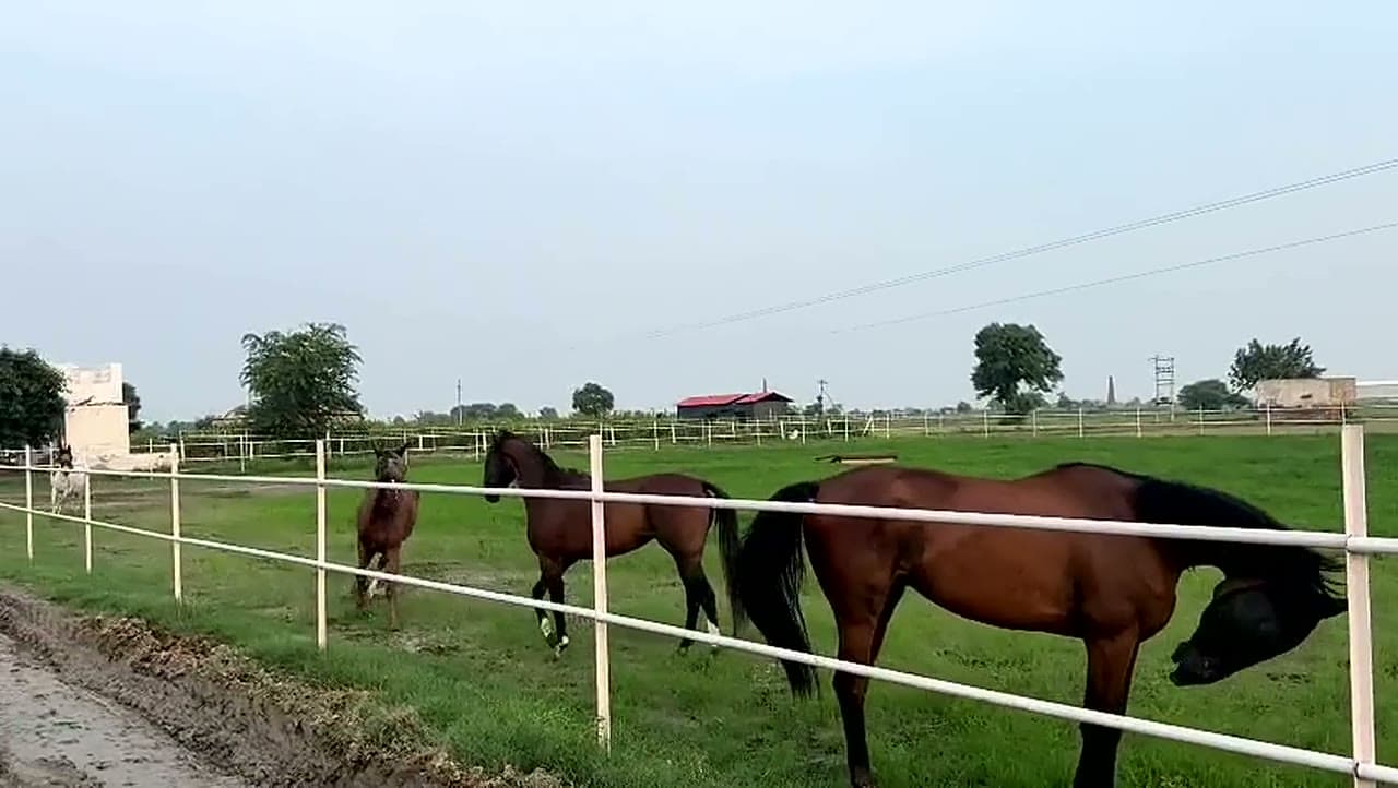 Horses by the Fields (video)